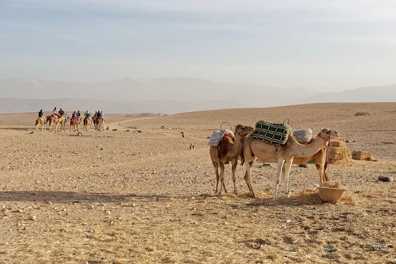 Dromedaries resting in the Agafay Desert